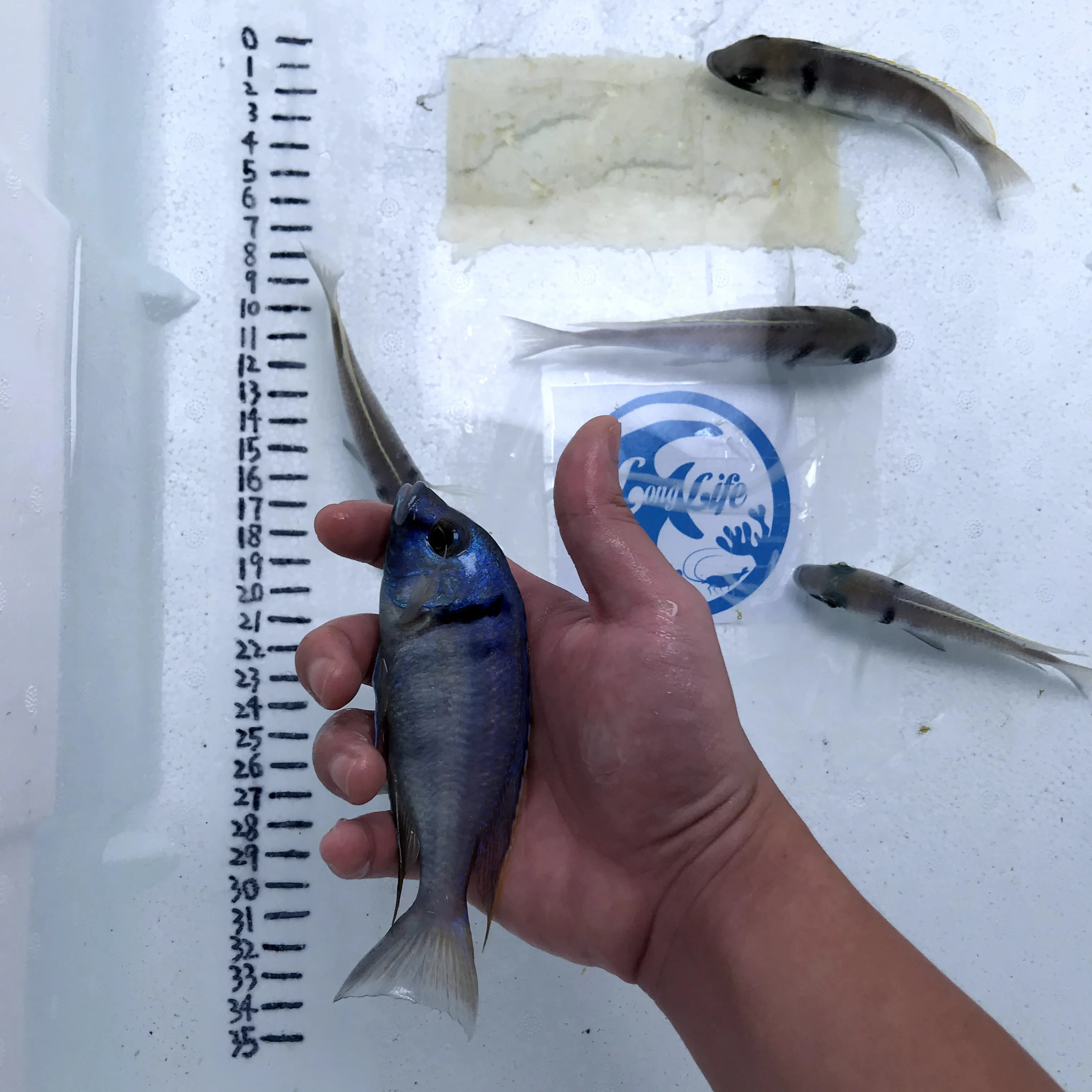 
Farm bred Placidochromis electra African Tangnyika Cichlids For sale 