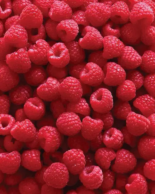 Frozen IQF Raspberry, Organic Raspberries For Sale