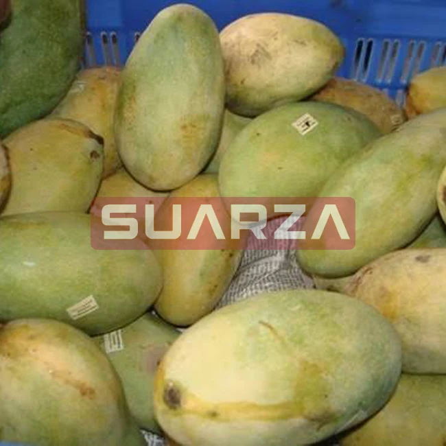 Vibrant Fresh  Langra Mango fruit is exported to all over the world /seasonal fresh mango exporter at lowest prices