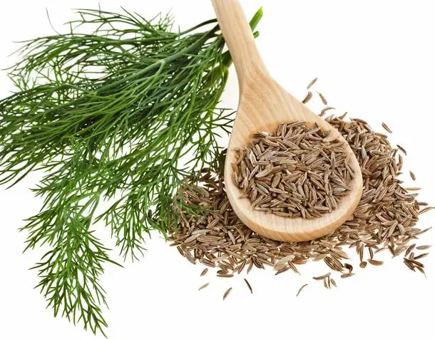 Premium Quality Wholesale Factory Supply Indian cumin Seed/Jeera -Indian Kadha for improve immunity