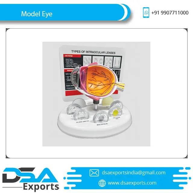  Анатомическая модель глаз (Smart Eye) по лучшей цене