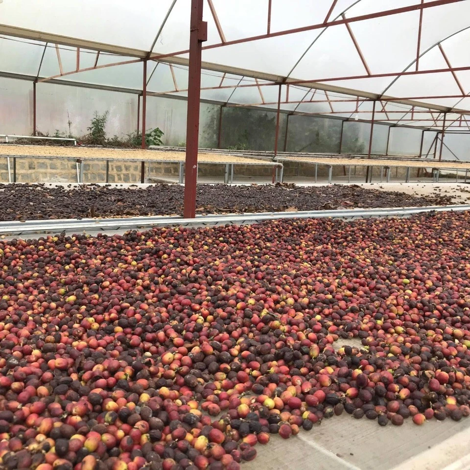 
Coffee Robusta Coffee Bean Common 