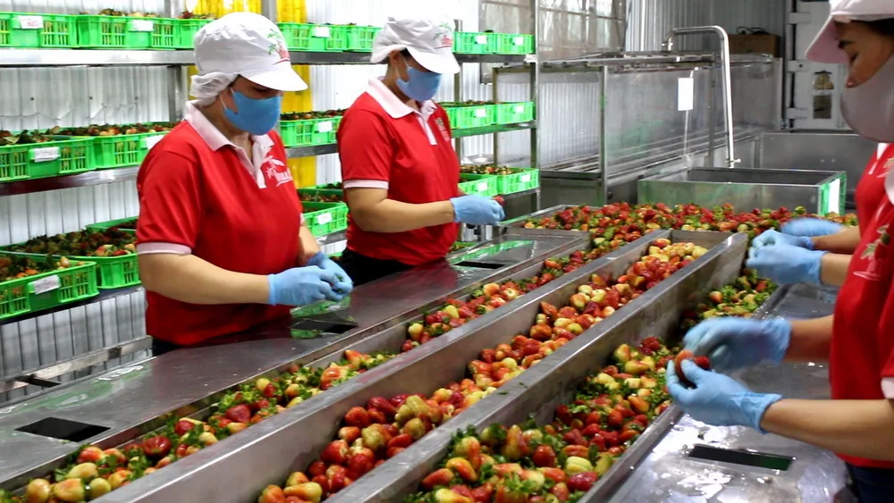 250ml Box BIO Yogurt Prebiotic with Melon & Mixed Tropical Fruit Manufacturers