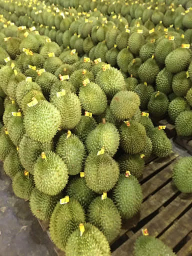 Vietnam Fresh durian for exporting with standard quality packaged carefully and the best price shipping to EU US ASIA
