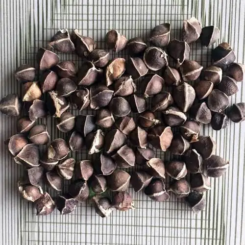 100% Organic Natural Quality Moringa Leaf Extract Powder/ Moringa Oleifera Seeds