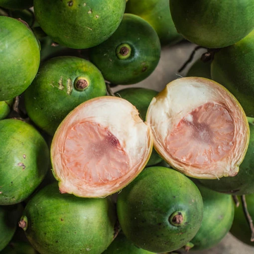 Herbal Extract Areca Nut Betel Nut For Health