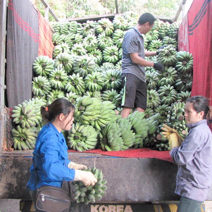 Supply Fresh Green Cavendish Banana With Premium Export Quality