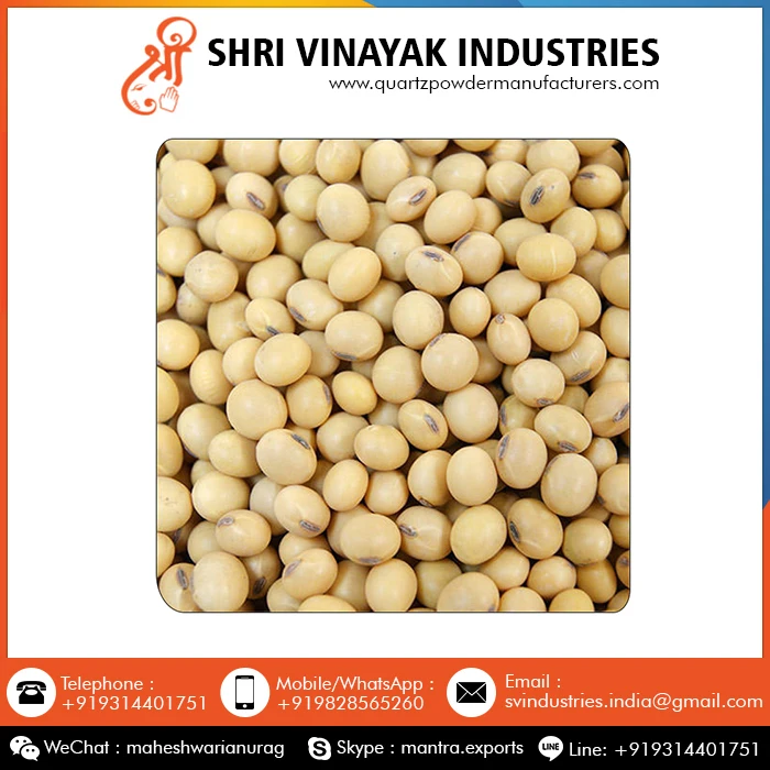 Top Sale Good Quality Organic Soybean Seed at Wholesale Price