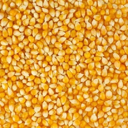
Yellow Corn/ Yellow Corn for Human Consumption Non Gmo Yellow Corn/ Yellow Corn for Animal Feed Popc 