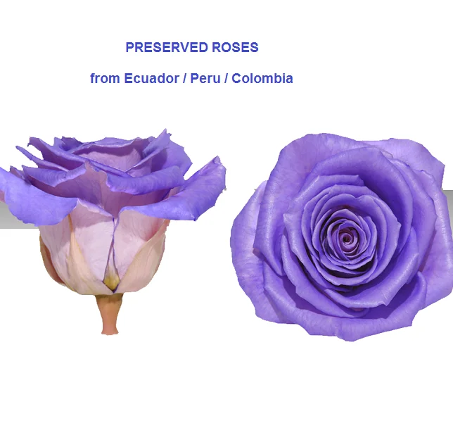 Вечная природные розы