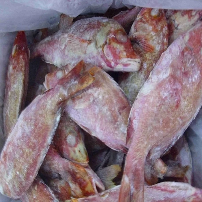 Processed Frozen Snapper Fish - Red Snapper - Seafood