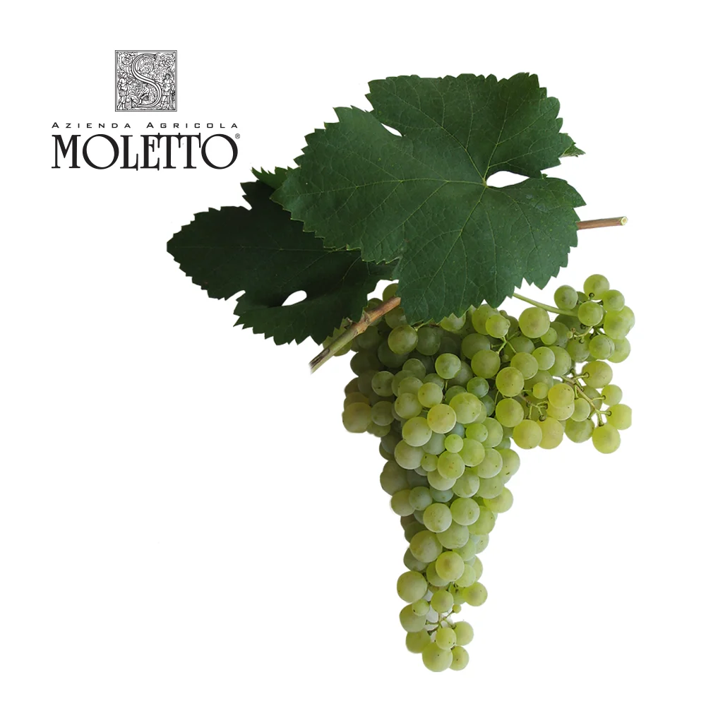 Prosecco Doc Treviso Extradry игристое вино из Италии Венето District изготовлены из glera виноград