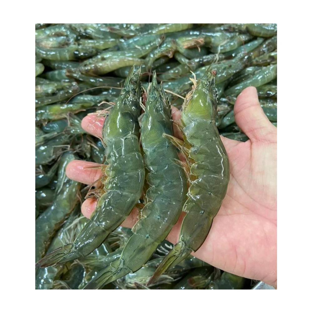 
500gm Seasonal Large Emerald Prawns Have Sodium Free And Chemical Free Shipping From Malaysia 