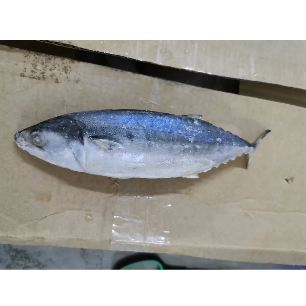 Wholesale Fresh Frozen Whole Round Indian Mackerel With Natural Color From Malaysia