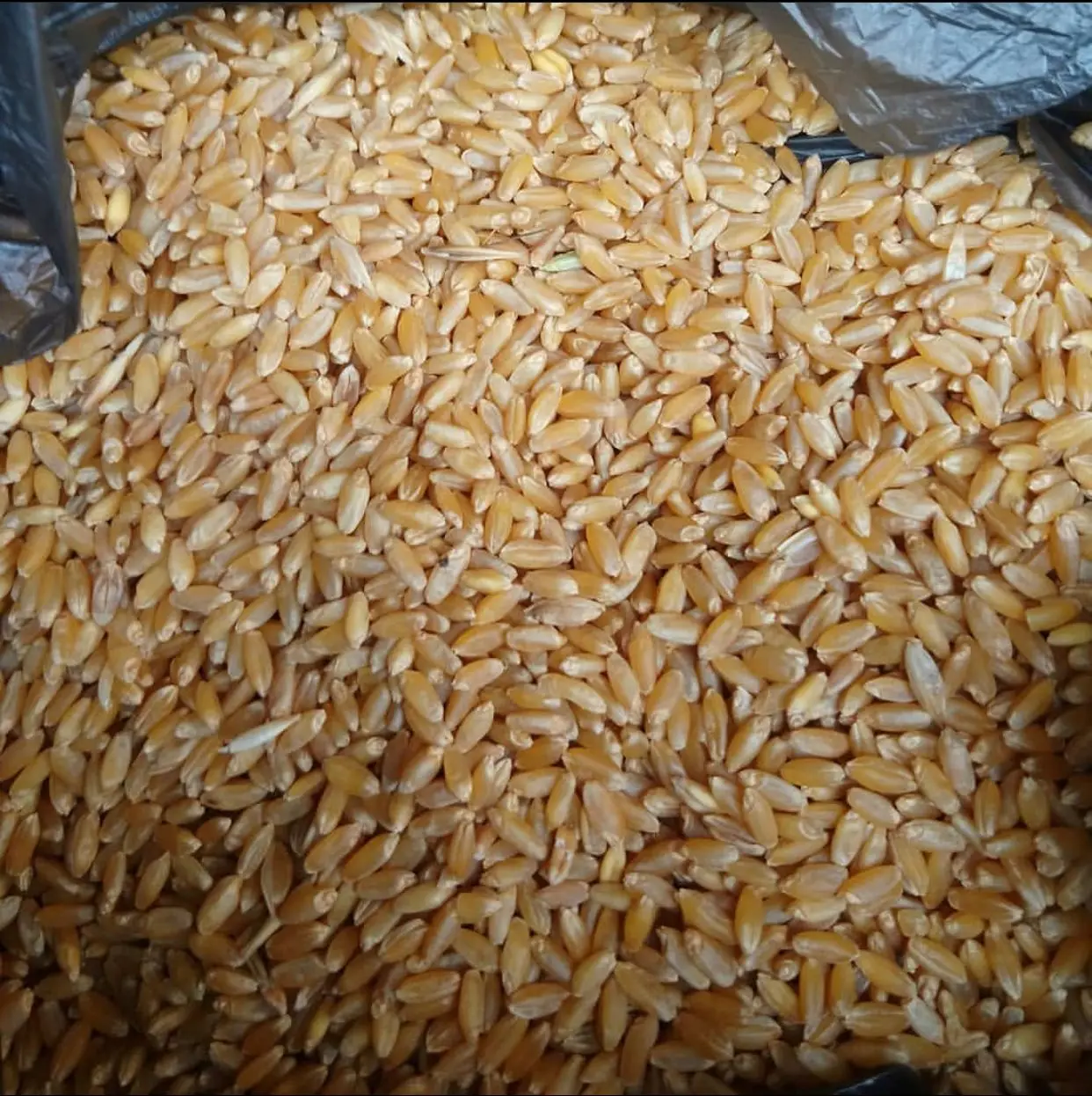 Зерна мягкой и твердой пшеницы