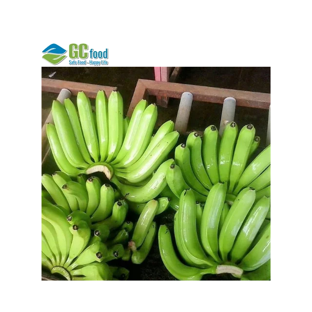 (GC Food)  Fresh Cavendish fresh  Banana  best - 100% High Quality Green Fresh Cavendish Banana pure with  from Vietnam