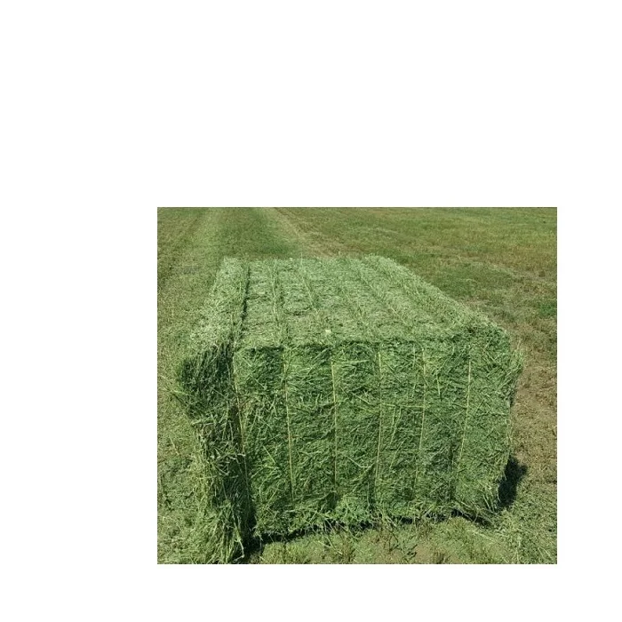 Продажа семян Альфальфа.