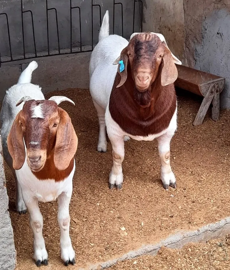 Pregnant Boer Goats For Sale