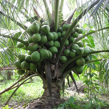 Вьетнамские гибридные кокосовые деревья, высокое качество, конкурентоспособная цена/г-н Портер: + 84_896_612_931