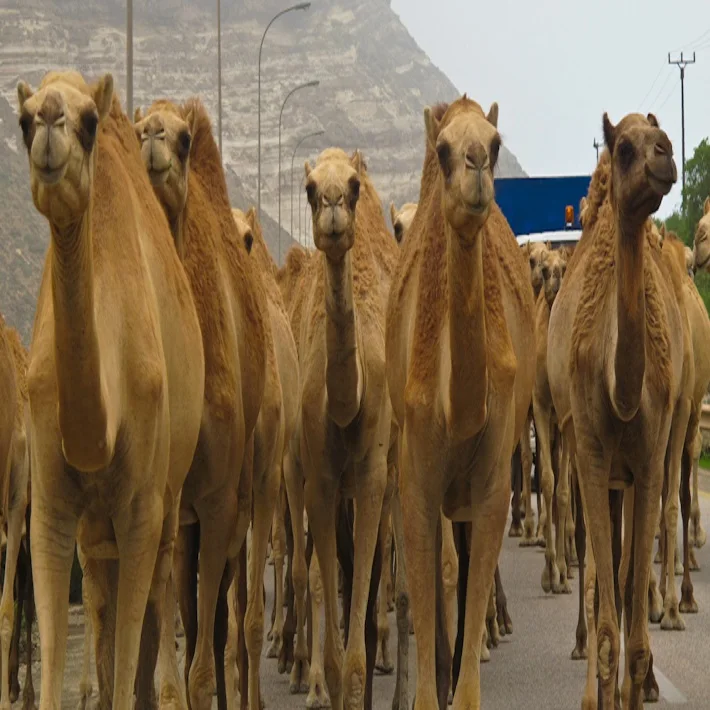 
HEALTHY 3Months-2Years Livestock Dromedary,Bactrian and Borena Camels 400- 1000kg/Camels For Sale 