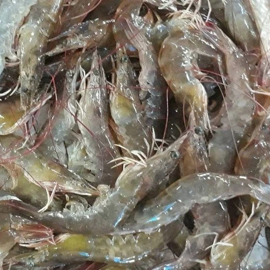 Замороженные белые креветки лучшего качества ракушки с сроком годности 24 месяца морепродукты экспорт из