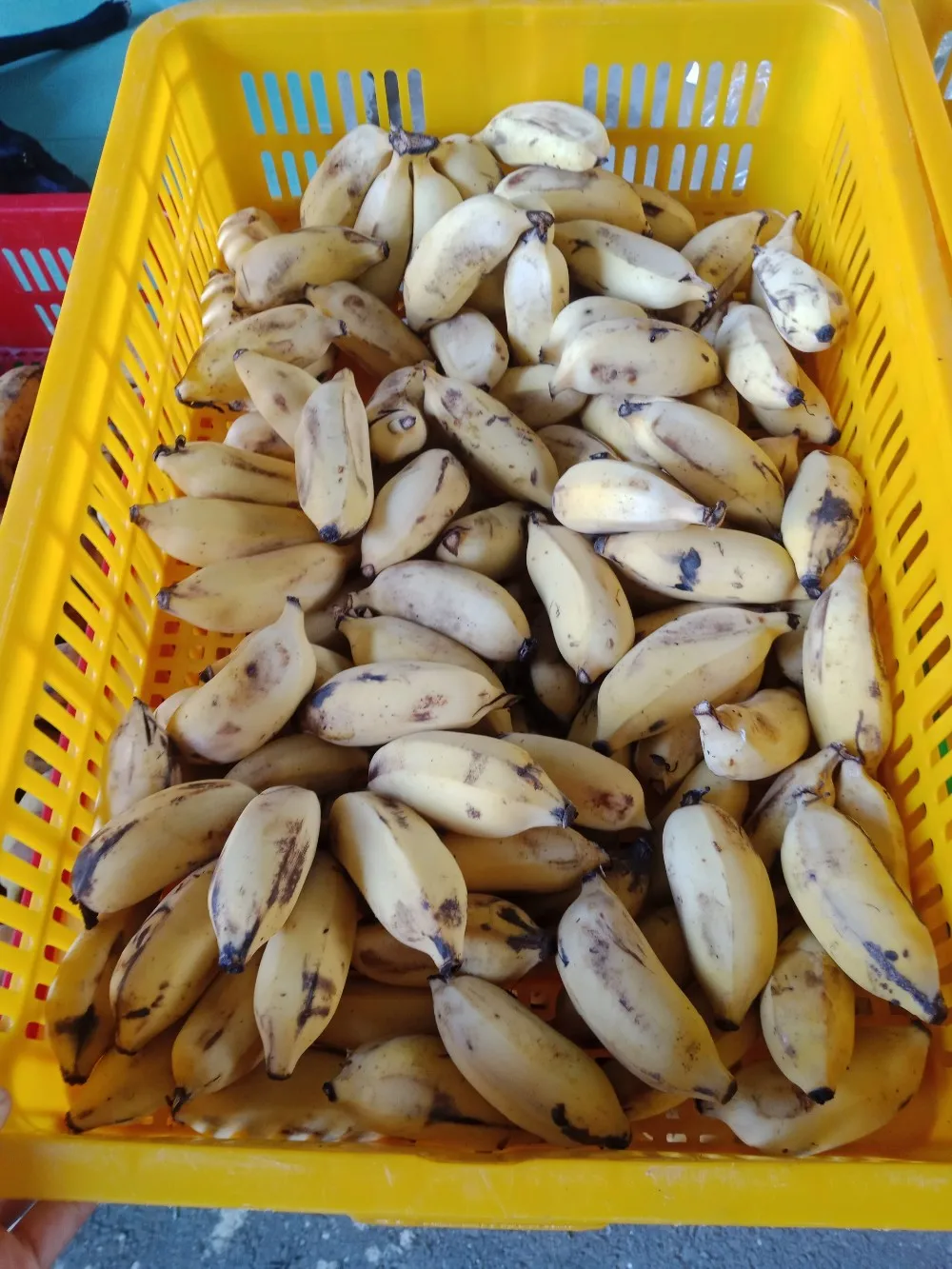 Whole Frozen Banana /Frozen Sliced Banana