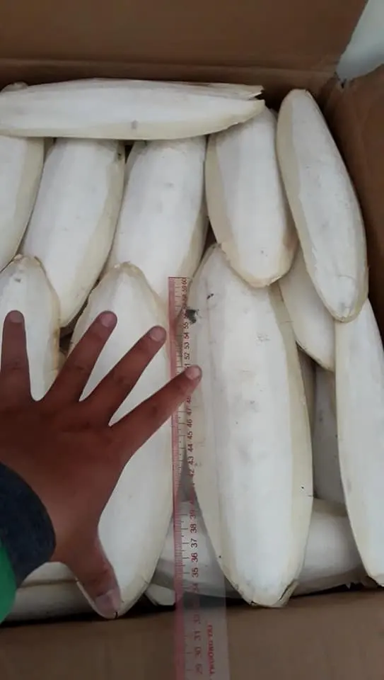 Лучшее качество кости для морской рыбы корма животных высокое 100% натуральная из Вьетнама сушеные косточки птиц