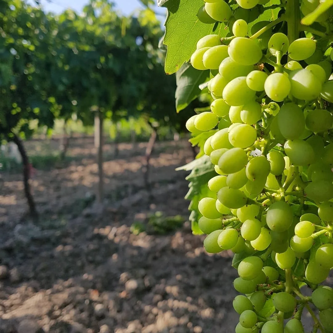
Fresh & Sweet Red Globe Grapes 