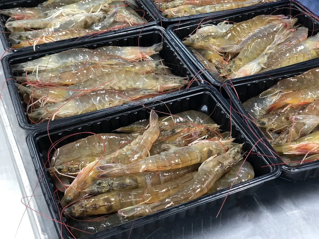 High quality Wholesale Raw HOSO Vannamei Shrimp Head On Shell On  Vietnam Fresh Seafood ready to ship, export