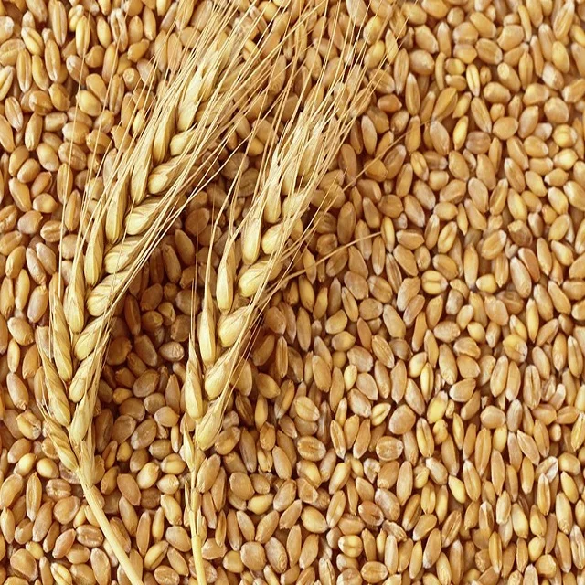 Wheat High Quality Natural Whole Grain Dried Style for Soft Bread Making