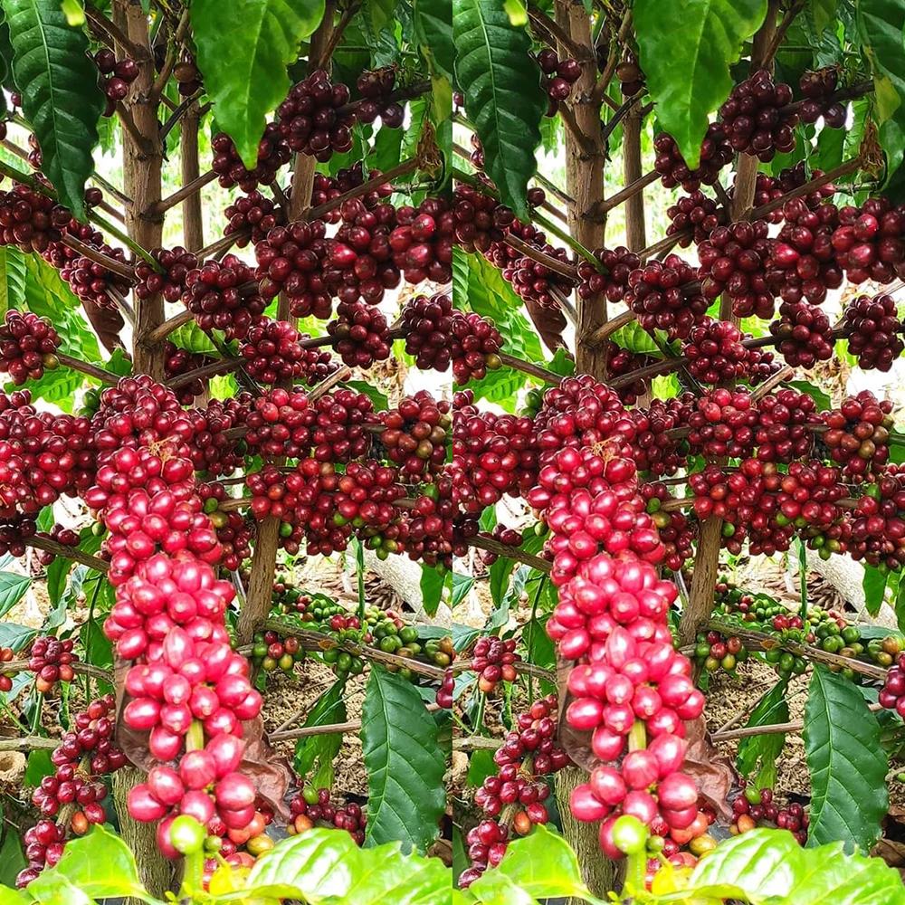 Vietnam First Grade Arabica Green Coffee Beans Premium Quality Screen 18