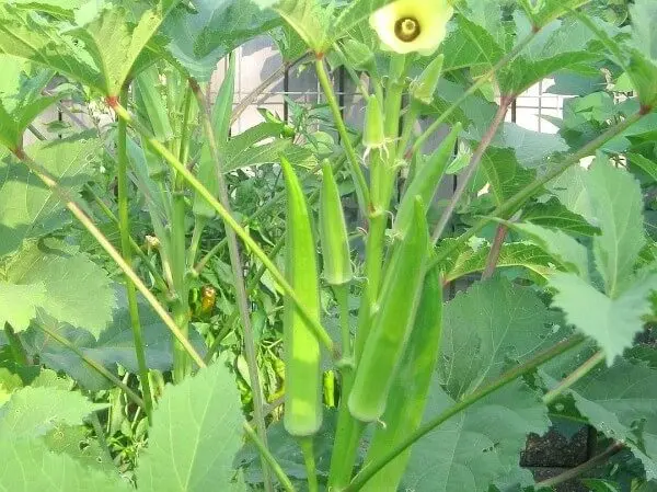  Зеленые семена окры (хинди) с открытым опылением