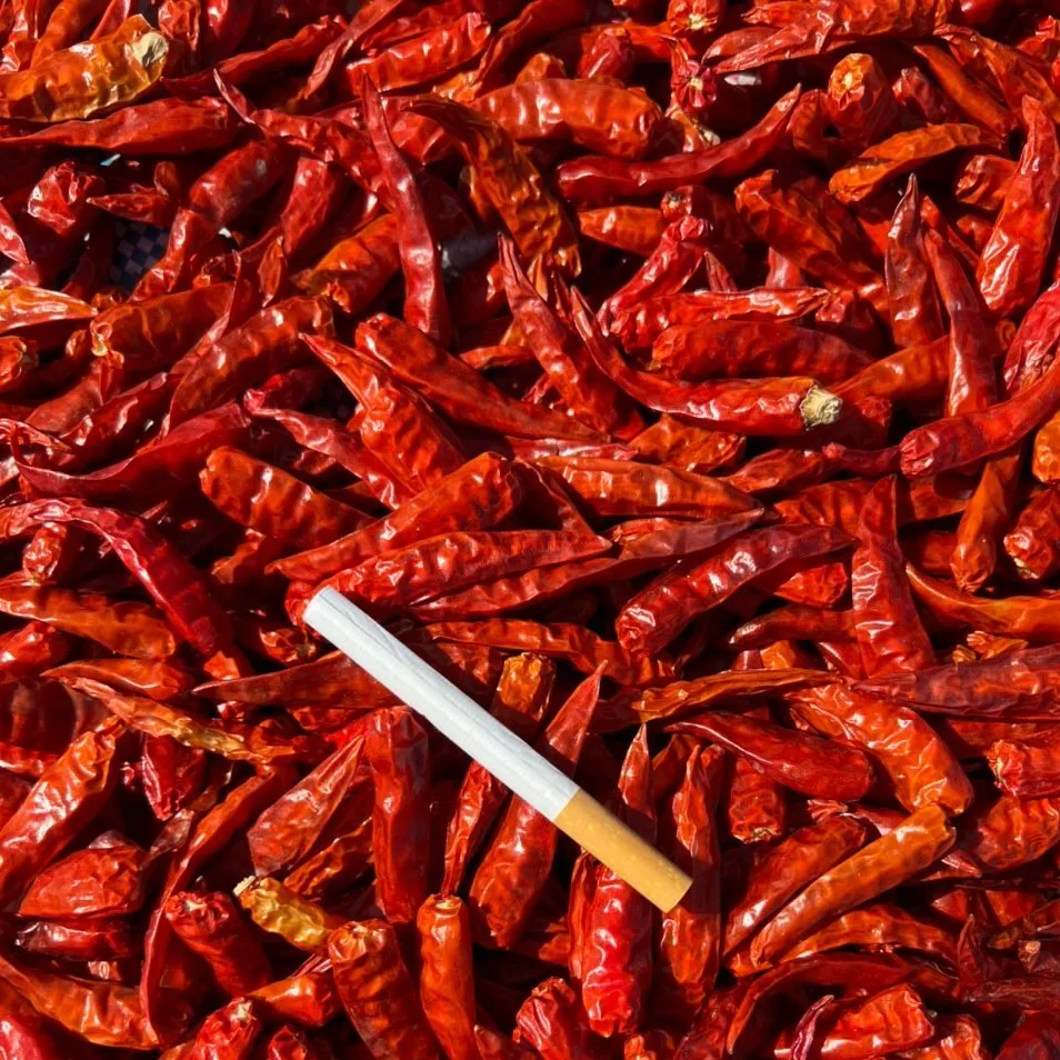 High Quality Red Dried Chilli for Seasoning Direct from Manufacturer Hot Selling Chillies Best Price without stem