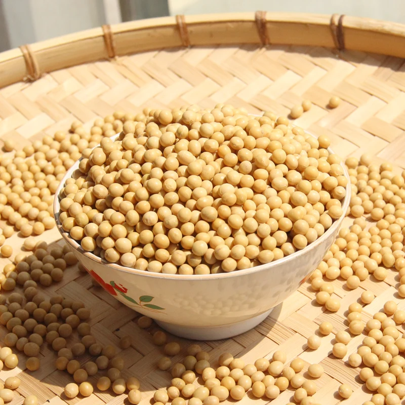 Top Quality Soybean / Dried Soybean / Non GMO Yellow Soybean For Sale