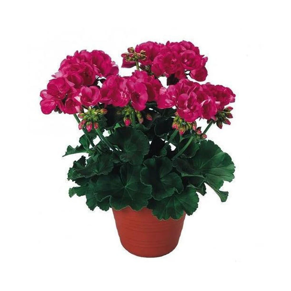 Высокое качество, натуральный и свежий Производитель, низкая цена, оптовая продажа, гераниевое масло