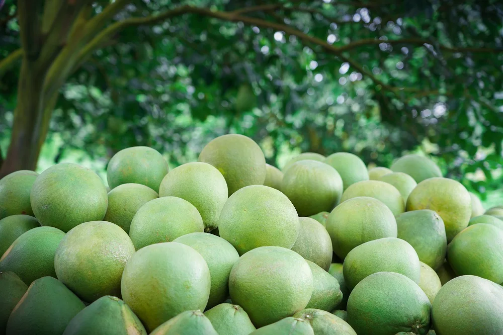 Экспорт Свежего Натурального рубина Siam Pomelo оптом по конкурентоспособной цене из Таиланда