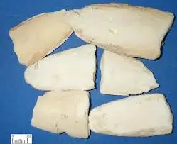 Cuttlefish Bone Dried/ Cuttlefish Bone With Low Price/ Ms.Selena +84906086094