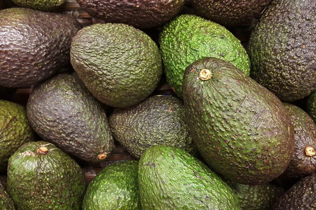 
2021 HASU New Crop Best Choice High quality Fresh Avocado Shipping from Vietnam 