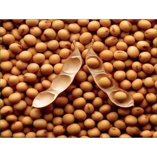 Низкая цена соевые бобы Самые продаваемые семена