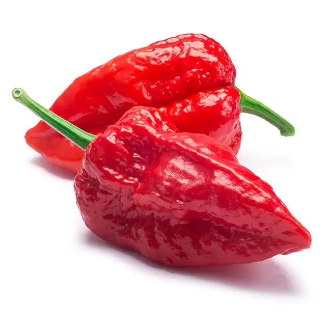 Hot Sale Best Quality Scorpion Peppers cheap price