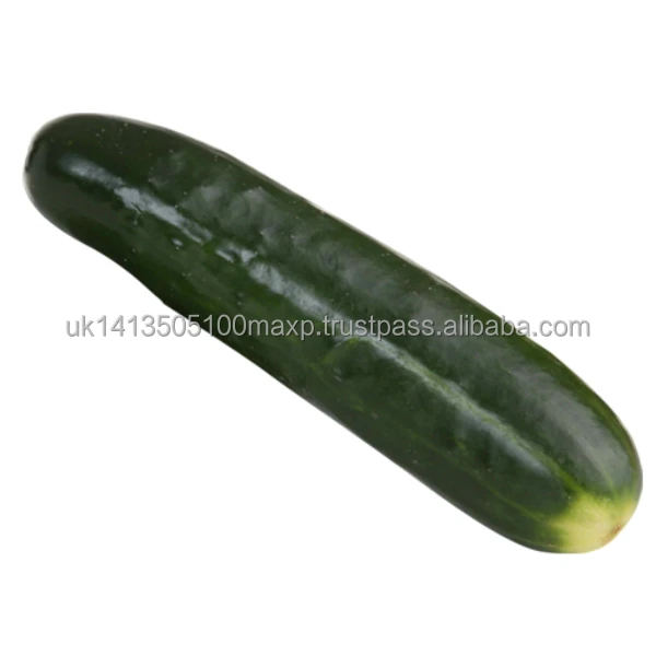 Cucumber-Resized (1).jpg