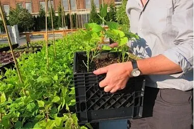 Производство пластиковых сверхпрочных ящиков для хранения молочных продуктов/контейнеров 11X13X13 дюймов черный контейнер молока