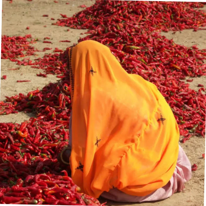 
Vietnamese dried chili gives users the best quality, the most prestigious because of completely natural ingredients 