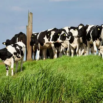 Holstein Friesian качественные живые молочные коровы и