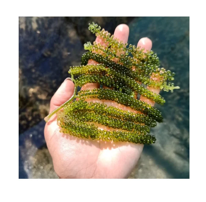 Fresh Lato Sea Grapes - High Quality Competitive Price 99 Gold Data Vietnam