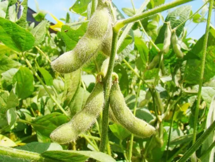 
GMO-Free Soy Beans 