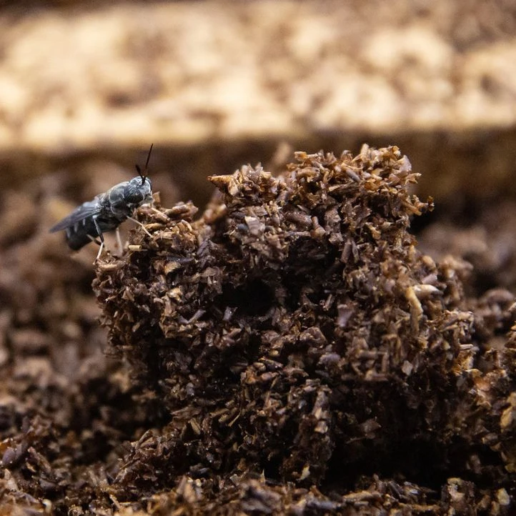 Wholesale Black soldier fly fertilizer/ black soldier fly frass/ Whatsapp +0084 845 639639