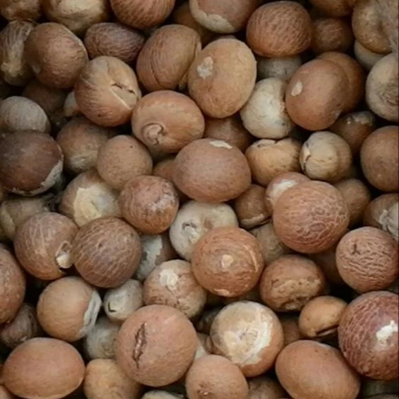
SELL DRIED WHOLE BETEL NUT GOOD CUT FROM BRAZIL 