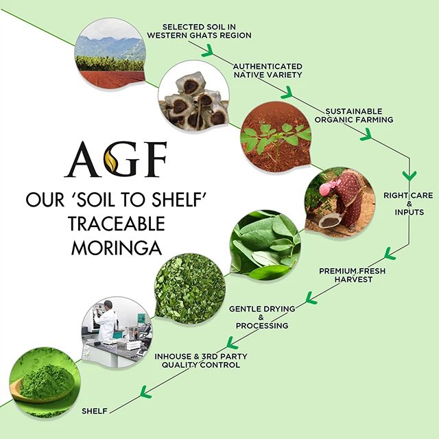 Premium Quality Indian Origin Moringa Leaf Powder Manufacturer Bulk Organic Moringa Oleifera Powder Best and Cheap Price