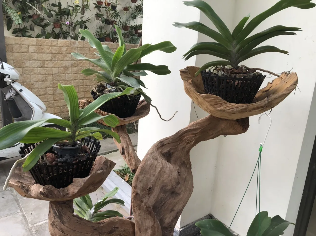 Wholesale orchid pot plastic size 250 flower orchid flower with pot Pots flower Orchid GL-A25